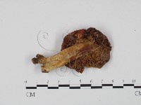 紅菇屬藏品圖，第3張