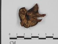 登錄號:F0021893藏品圖，第1張