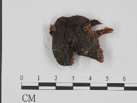 登錄號:F0021893藏品圖，第3張