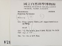 紅菇屬藏品圖，第2張