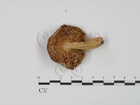 紅菇屬藏品圖，第3張