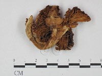 登錄號:F0021896藏品圖，第1張