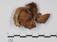 登錄號:F0021896藏品圖，第3張
