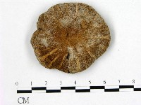 登錄號:F0021897藏品圖，第1張