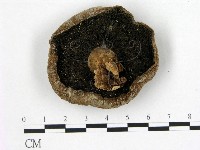 登錄號:F0021897藏品圖，第3張