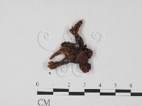 登錄號:F0021898藏品圖，第1張