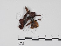 登錄號:F0021898藏品圖，第3張