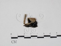 登錄號:F0021899藏品圖，第1張