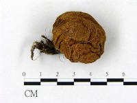登錄號:F0021900藏品圖，第1張