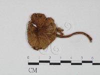 登錄號:F0021902藏品圖，第1張