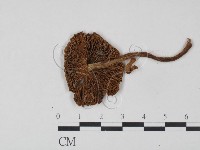 登錄號:F0021902藏品圖，第3張