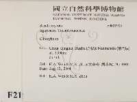 杯傘屬藏品圖，第2張
