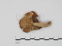 紅菇屬藏品圖，第3張