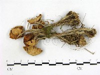 登錄號:F0021906藏品圖，第1張