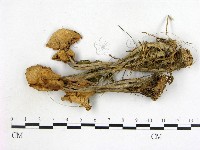 登錄號:F0021906藏品圖，第3張
