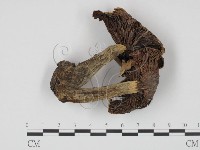 登錄號:F0021909藏品圖，第1張