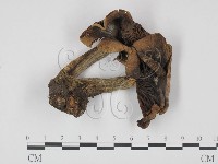 登錄號:F0021909藏品圖，第3張