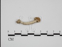 登錄號:F0021910藏品圖，第1張