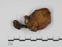 登錄號:F0021911藏品圖，第1張