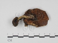 登錄號:F0021911藏品圖，第3張