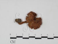 登錄號:F0021912藏品圖，第1張