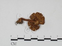 登錄號:F0021912藏品圖，第3張