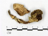 登錄號:F0021916藏品圖，第1張