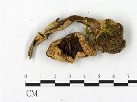 登錄號:F0021916藏品圖，第3張