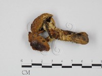 登錄號:F0021917藏品圖，第1張