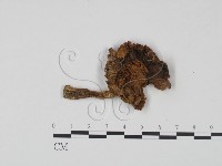 登錄號:F0021918藏品圖，第1張
