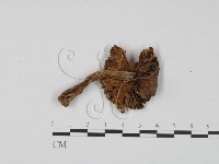 登錄號:F0021918藏品圖，第3張