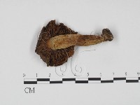 館號:F0021919藏品圖，第1張