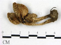登錄號:F0021920藏品圖，第1張