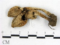 登錄號:F0021920藏品圖，第3張