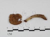 登錄號:F0021921藏品圖，第1張