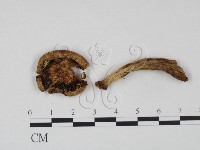 登錄號:F0021921藏品圖，第3張