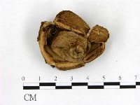 登錄號:F0021924藏品圖，第1張