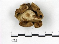 登錄號:F0021924藏品圖，第3張