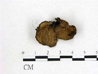 登錄號:F0021926藏品圖，第1張