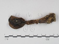 登錄號:F0021928藏品圖，第1張