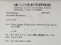 乳菇屬藏品圖，第2張