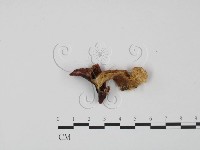 紅菇屬藏品圖，第3張