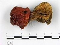 登錄號:F0021932藏品圖，第1張