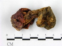 登錄號:F0021932藏品圖，第3張