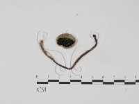 登錄號:F0021933藏品圖，第1張