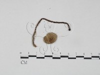 登錄號:F0021933藏品圖，第3張