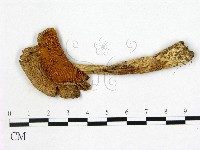 登錄號:F0021934藏品圖，第1張