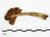 登錄號:F0021934藏品圖，第3張