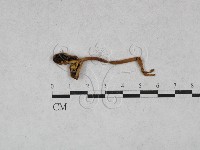 登錄號:F0021935藏品圖，第3張