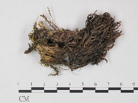 登錄號:F0021937藏品圖，第1張